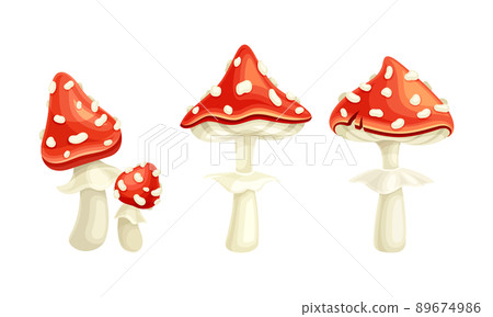 Fly Agaric or Fly Amanita White-spotted Mushroom with Red Cap Vector Set 89674986