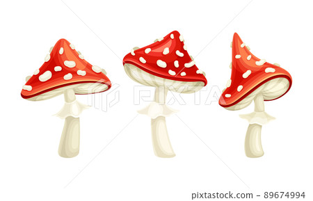 Fly Agaric or Fly Amanita White-spotted Mushroom with Red Cap Vector Set 89674994