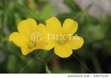春天日本田野裡盛開的黃色酢漿草花 89675289