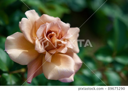 Barra Julia Barra Julia 89675290