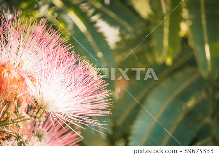 Pink flower of Lankaran acacia albizia. Albizia julibrissin on green background. Close up. Copy space. Flower backdrop. Pink flower of Lankaran acacia albizia. Albizia julibrissin on green background. Close up. Copy space. Flower backdrop. 89675333