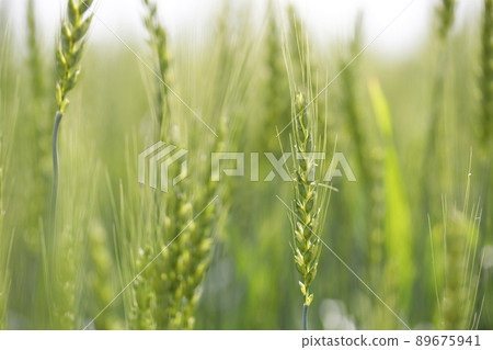 麥穗上有白花 89675941