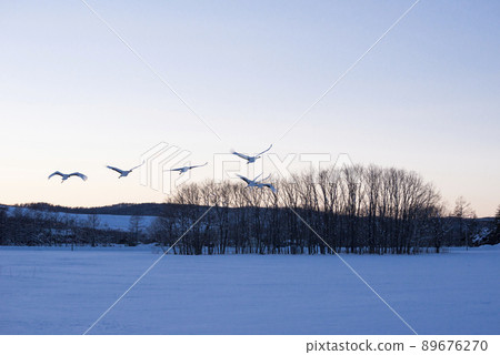 Red-crowned crane in the evening Red-crowned crane in the evening 89676270