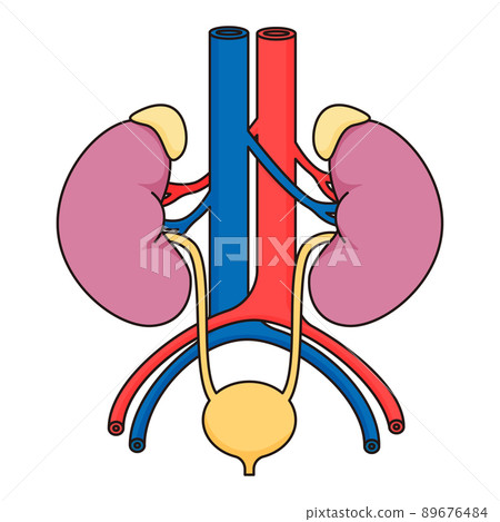 Vector illustration of kidney and bladder. - Stock Illustration ...