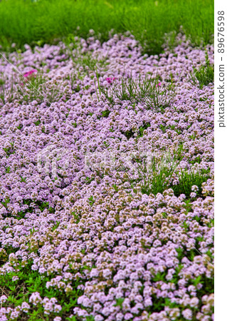 Time flowers 89676598