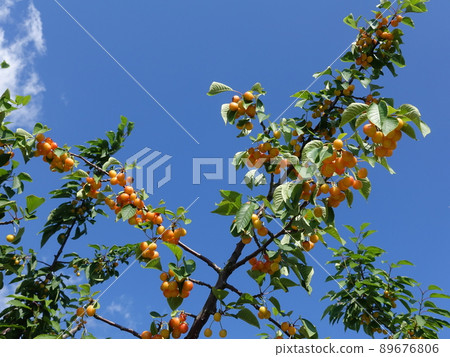 櫻桃櫻桃月山錦 櫻桃櫻桃月山錦 89676806