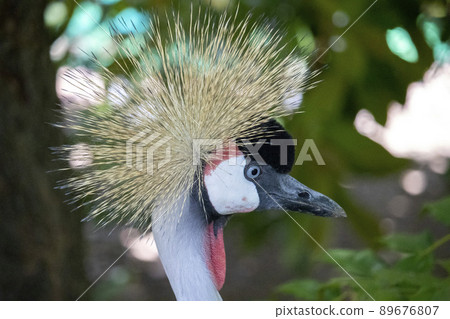 動物園白濱冒險世界鳥類 89676807