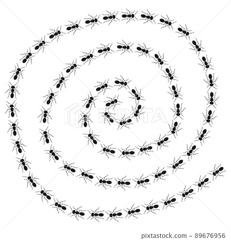 A path of ants running. View from above. Trail ants spiral. A path of ants running. View from above. Trail ants spiral. 89676956