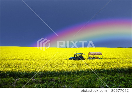 七彩彩虹的花田 89677022