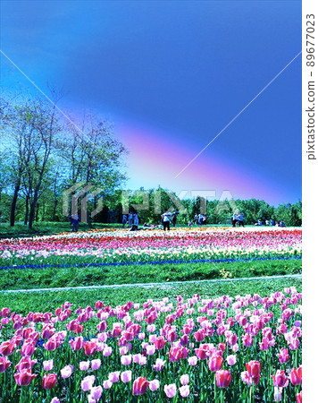 七彩彩虹的花田 89677023
