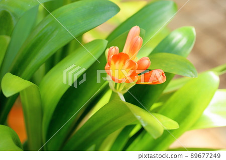 Kunsiran flowers Kunsiran flowers 89677249
