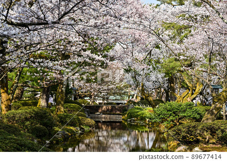 Cherry Blossom Kenrokuen Cherry Blossom Kenrokuen 89677414
