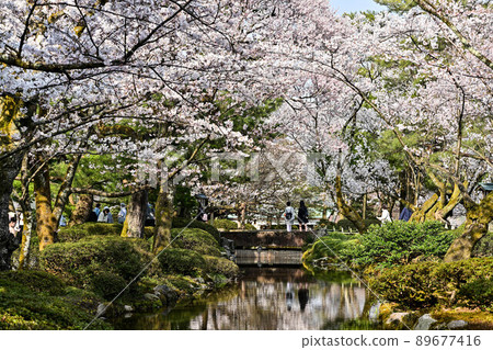 櫻花Kenrokuen 櫻花Kenrokuen 89677416