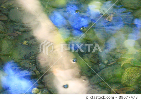 A photo of the bottom of the pond and the surface of the water with blue light and sunlight 89677478