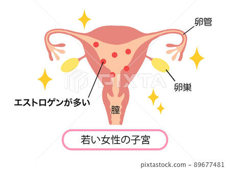 Illustration of a young woman's womb with a lot of estrogen 89677481
