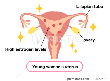 Illustration of a young woman's womb with a lot of estrogen 89677482