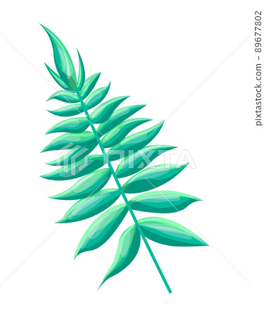 Royal Fern Tropical Leaf, Vector Illustration Royal Fern Tropical Leaf, Vector Illustration 89677802