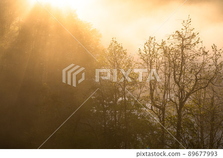 《Niigata Prefecture》 Forest light beam, Hoshitoge 《Niigata Prefecture》 Forest light beam, Hoshitoge 89677993