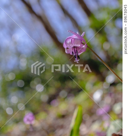 草原蛤蜊 草原蛤蜊 89678045
