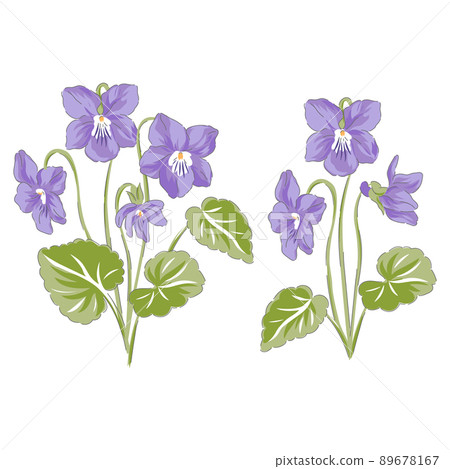 Peri Violet spring Easter flower botanical hand drawn vector illustration set isolated on white. Vintage romantic cottage garden Viola florals curiosity cabinet aesthetic print. Peri Violet spring Easter flower botanical hand drawn vector illustration set isolated on white. Vintage romantic cottage garden Viola florals curiosity cabinet aesthetic print. 89678167