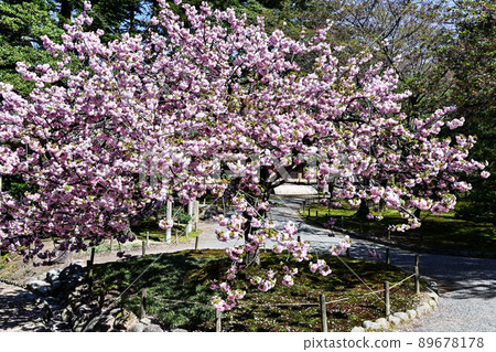 Kenrokuen where Yang Guifei is in full bloom 89678178