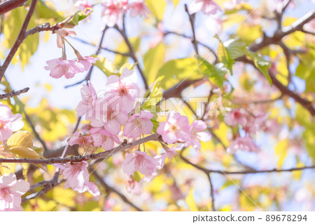 阿蘇瓦山的櫻花 89678294