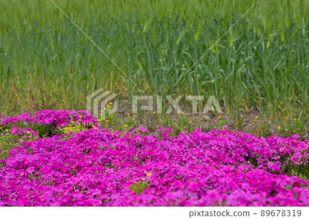 Moss phlox Moss phlox 89678319