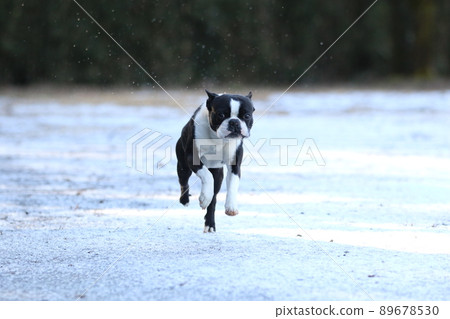 Mighty-kun，一隻可愛的狗，波士頓梗，它第一次在白雪皚皚的廣場上在雪地上快樂地奔跑並跳躍。 89678530
