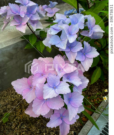 Healing hydrangea that makes you forget the melancholy of the rainy season 89678631