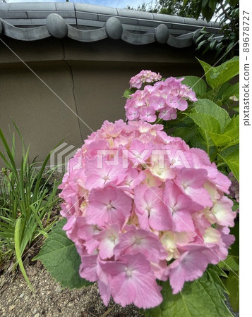 Healing hydrangea that makes you forget the melancholy of the rainy season Healing hydrangea that makes you forget the melancholy of the rainy season 89678727
