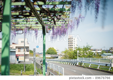  紫藤花 89678766