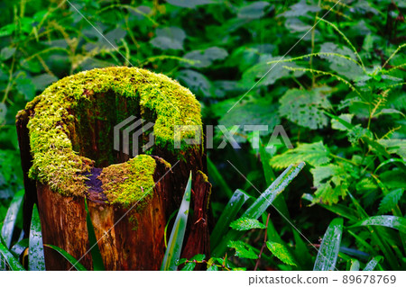 一棵長滿苔蘚的老樹站在寺廟的一角 一棵長滿苔蘚的老樹站在寺廟的一角 89678769