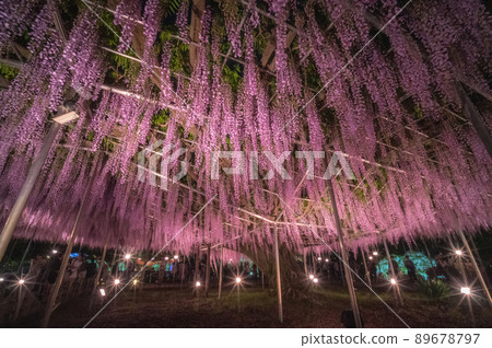 Ashikaga Flower Park, Ashikaga City, Tochigi Prefecture Illuminated wisteria shelves 89678797