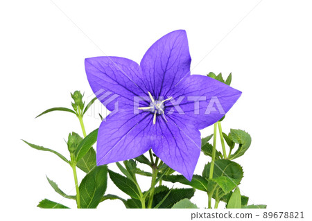 [桔梗]（深度合成） 89678821