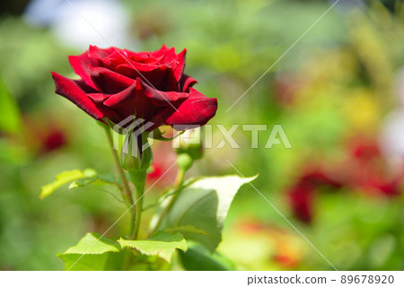 Beautiful roses 89678920
