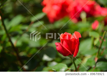 Beautiful roses 89678921