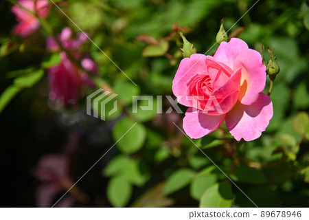 Beautiful roses 89678946