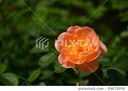 Beautiful roses 89678956