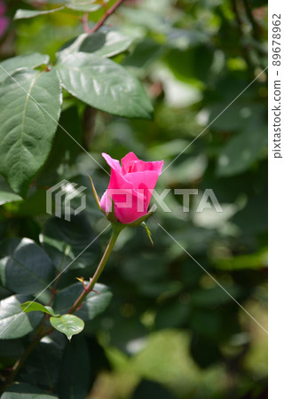 Beautiful roses 89678962