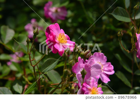 Beautiful roses Beautiful roses 89678966
