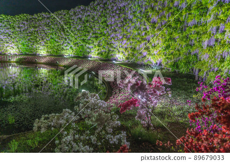 栃木縣足利市足利花卉公園 照明紫藤架 89679033
