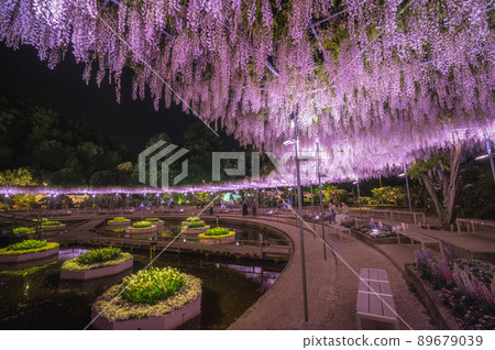 栃木縣足利市足利花卉公園 照明紫藤架 89679039