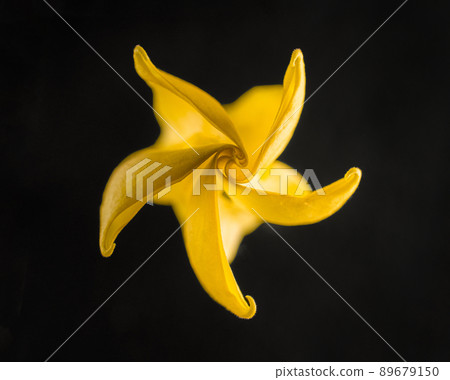 Delicate flower on a black background. Decorative flowers. 89679150