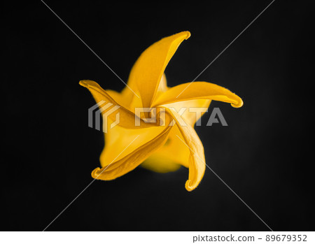 One flower on a black background. View from above. One flower on a black background. View from above. 89679352