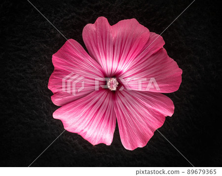 Top view of a flower on a black background. Selective focus. Top view of a flower on a black background. Selective focus. 89679365