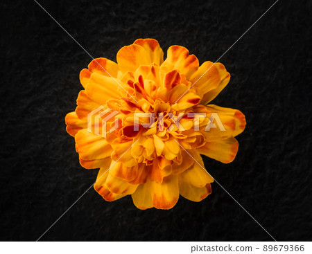Top view of a flower on a black background. Close up. Top view of a flower on a black background. Close up. 89679366