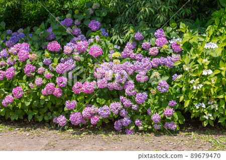 鮮味山公園的繡球花 89679470