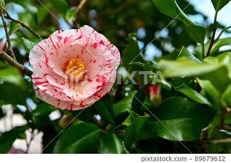 茶花 茶花 89679612