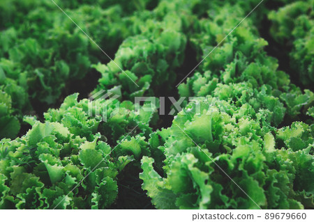 Rows of organic healthy green lettuce plants Rows of organic healthy green lettuce plants 89679660