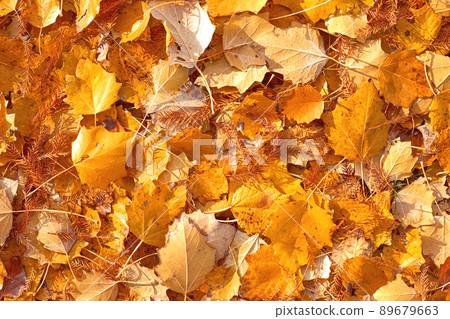 fall yellow and orange leaves background texture fall yellow and orange leaves background texture 89679663